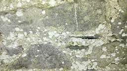 acastle
                          103495.jpg